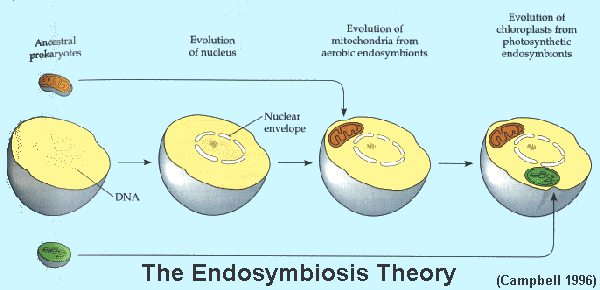 endosymbiont theory